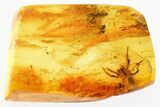 Detailed Fossil Spider (Araneae) In Baltic Amber #346624-1